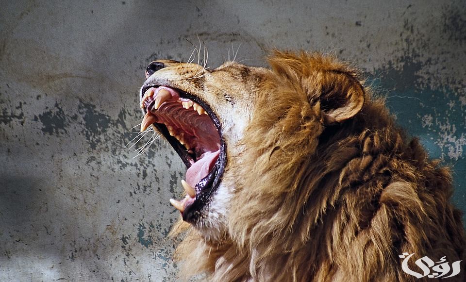 تفسير حلم أسد يأكل إنسان