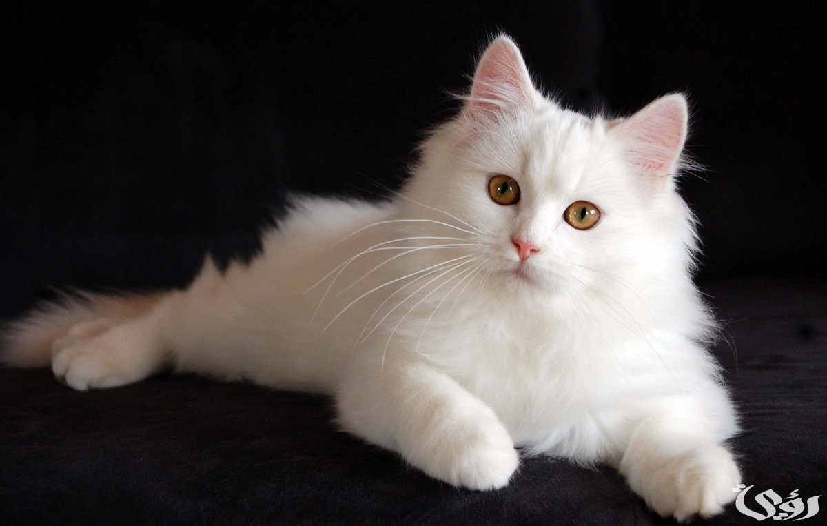 ما تفسير حلم رؤية قطة بيضاء تلاحقني 4 تفسير حلم قطة بيضاء تلاحقني