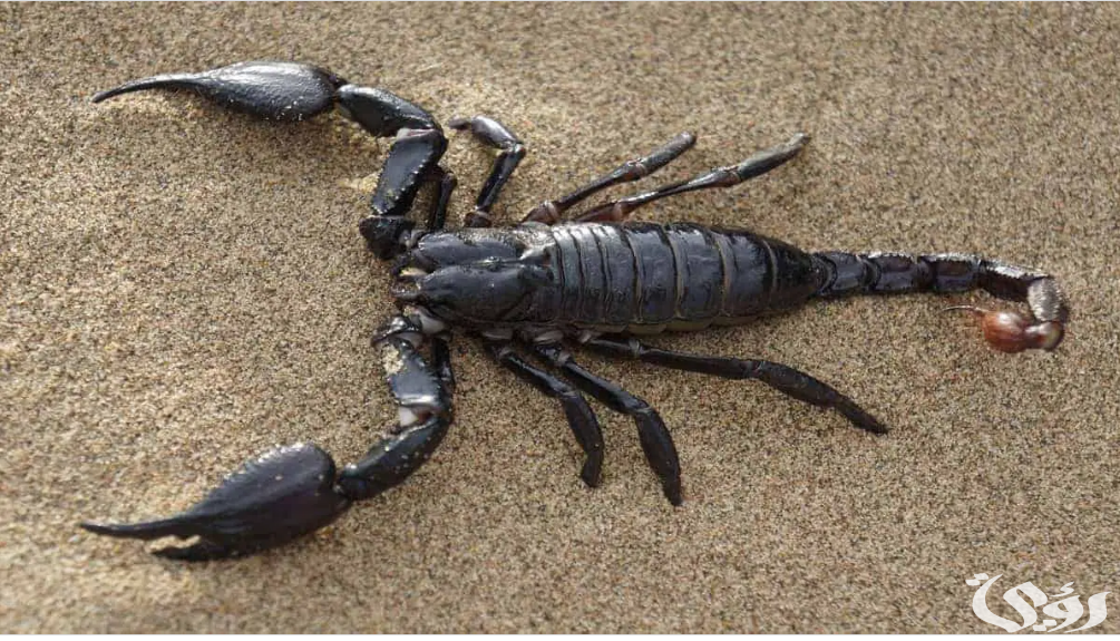 هل العقرب في المنام سحر