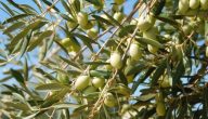 اذاعة مدرسية عن قطف الزيتون