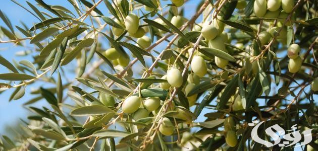 اذاعة مدرسية عن قطف الزيتون