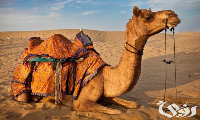 أسماء الإبل