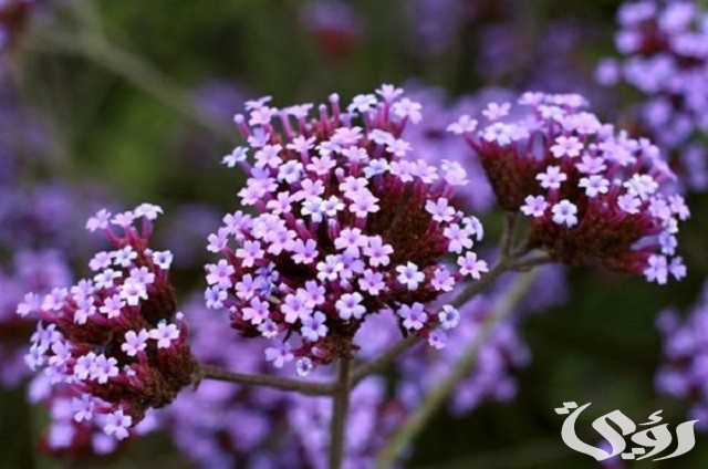 أسماء الزهور البنفسجية ومعانيها بالتفصيل