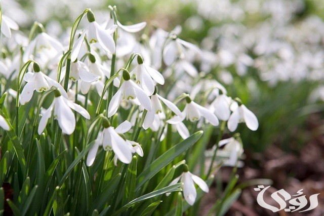 أسماء الزهور بالتركي