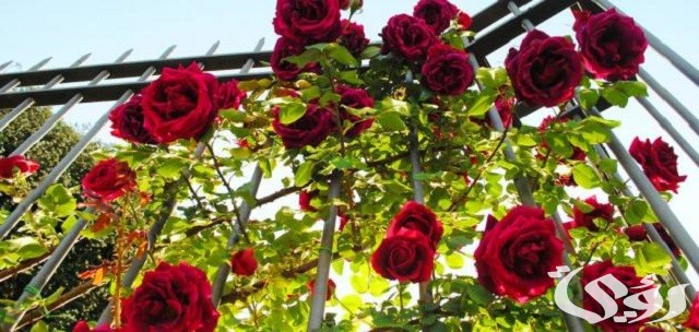 أسماء الورد الطبيعي