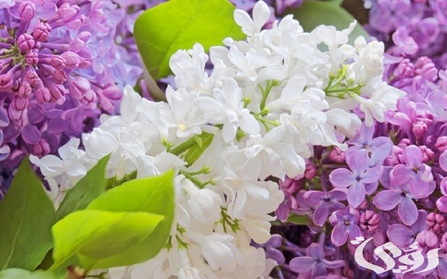 أسماء الورد في السعودية