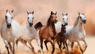 50+ أسماء خيول عربية واجنبية أصيلة 2026 ومعانيها