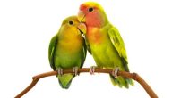150+ أسماء عصافير الروز للإناث والذكور ومعانيها