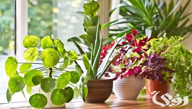 أسماء نبات الزينة