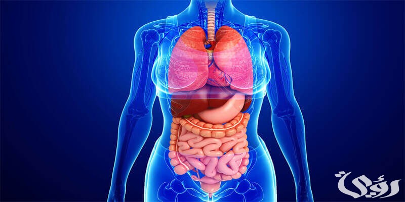 اذاعة مدرسية عن أعضاء الجسم 4 اذاعة مدرسية عن أعضاء الجسم