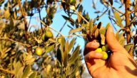 اذاعة مدرسية عن شجرة الزيتون