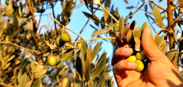 اذاعة مدرسية عن شجرة الزيتون