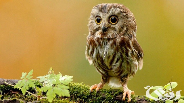 دعاء عند رؤية البومة