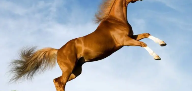 تفسير رؤية شراء الخيل