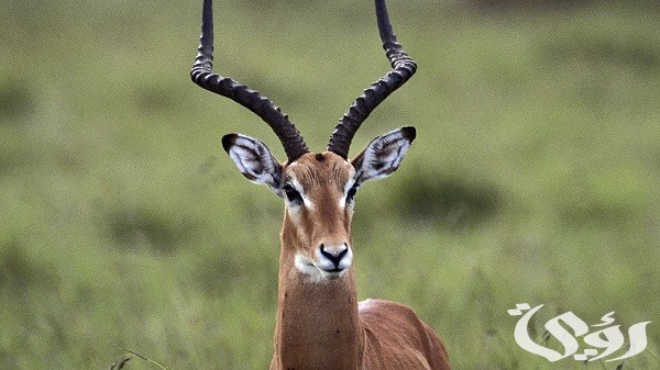 أسماء الغزال