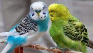 130+ أسماء عصافير الزينة ومعانيها