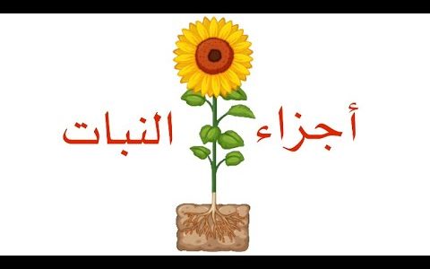 اذاعة مدرسية عن أجزاء النبات