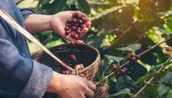 اذاعة مدرسية عن شجرة البن اليمني 