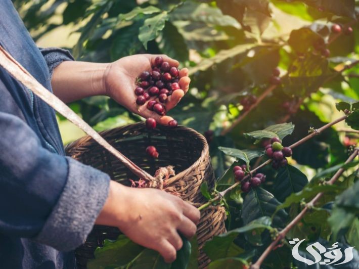 اذاعة مدرسية عن شجرة البن اليمني 