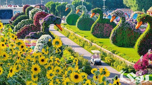 بحث عن الحدائق والزهور