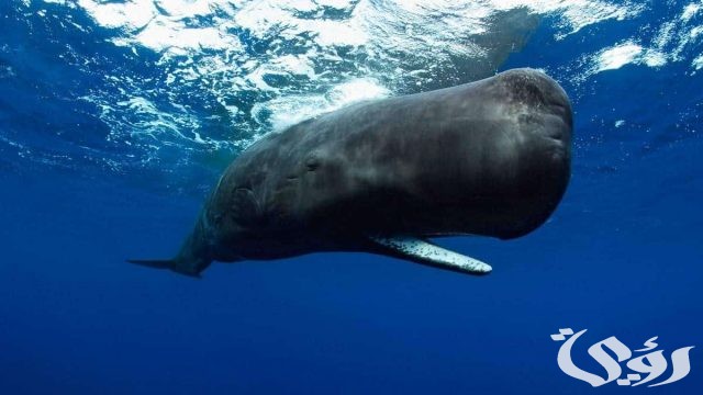 120+ دعاء سيدنا أيوب علية السلام المستجاب مكتوب 8 دعاء سيدنا أيوب علية السلام المستجاب مكتوب