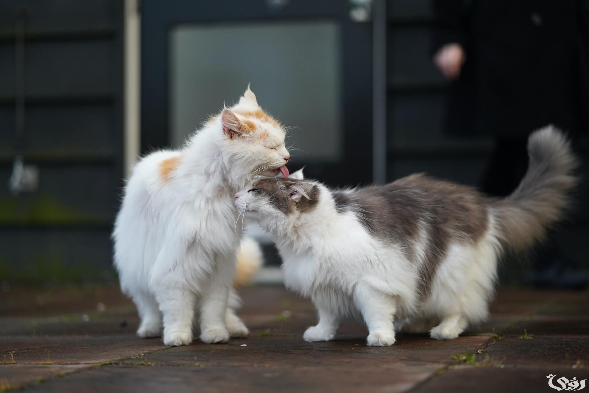 تفسير رؤية سماع صوت القطط; 10 تفسيرات في المنام 5 تفسير رؤية سماع صوت القطط