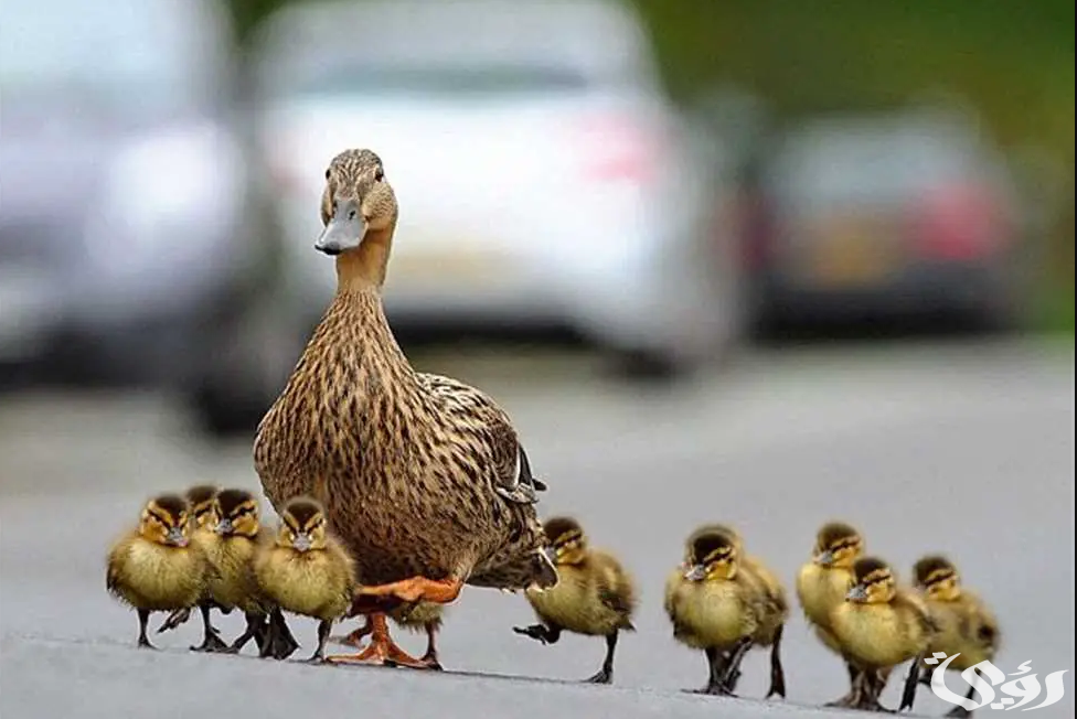 تفسير رؤية عض البط