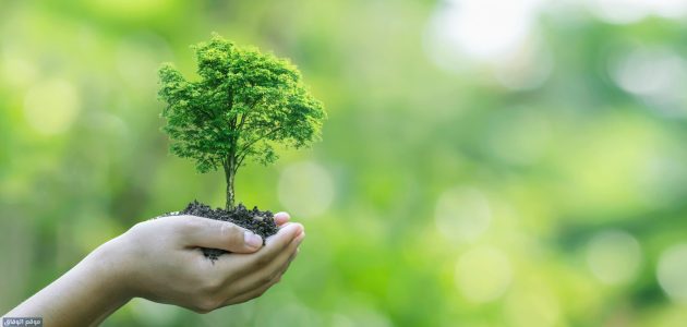 حماية بيئة النباتات والحيوانات في الكويت