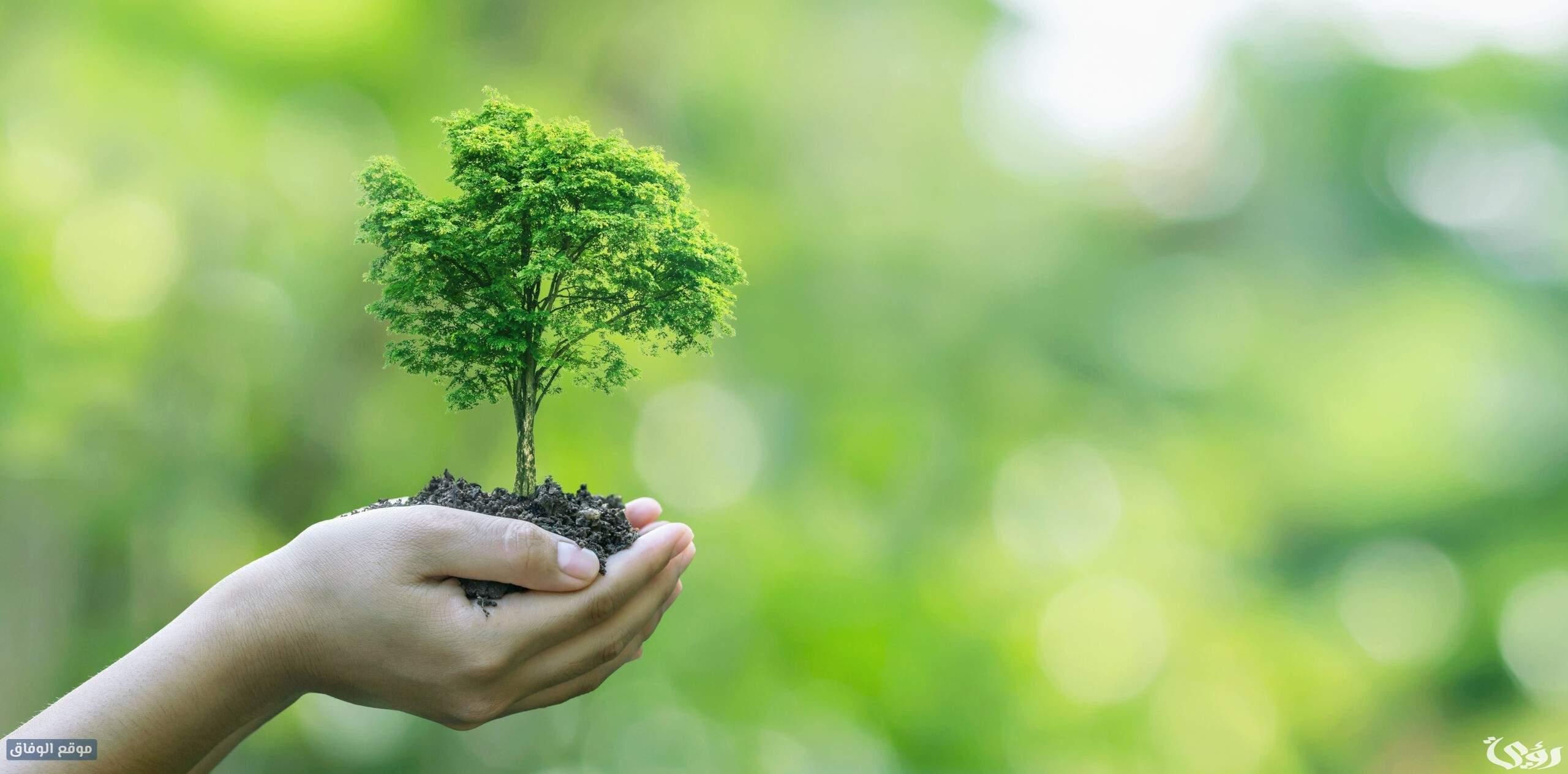 أسماء وأشكال النباتات الصحراوية في الكويت 1 طرق حماية بيئة النباتات والحيوانات في الكويت