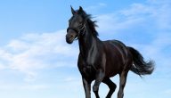 أجمل ما قيل عن الخيل الأصيل من كلمات