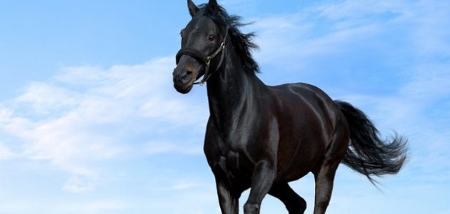 أجمل ما قيل عن الخيل الأصيل من كلمات
