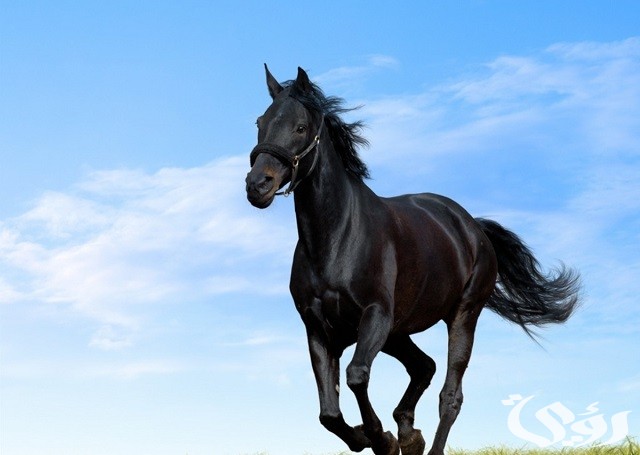 أجمل ما قيل عن الخيل الأصيل من كلمات