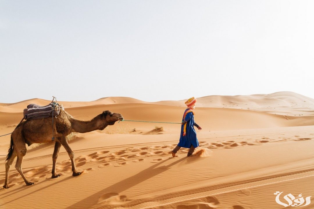 الرويلي وش يرجعون