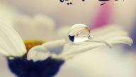 إذا أحد قال لي انتي جميله وش أرد