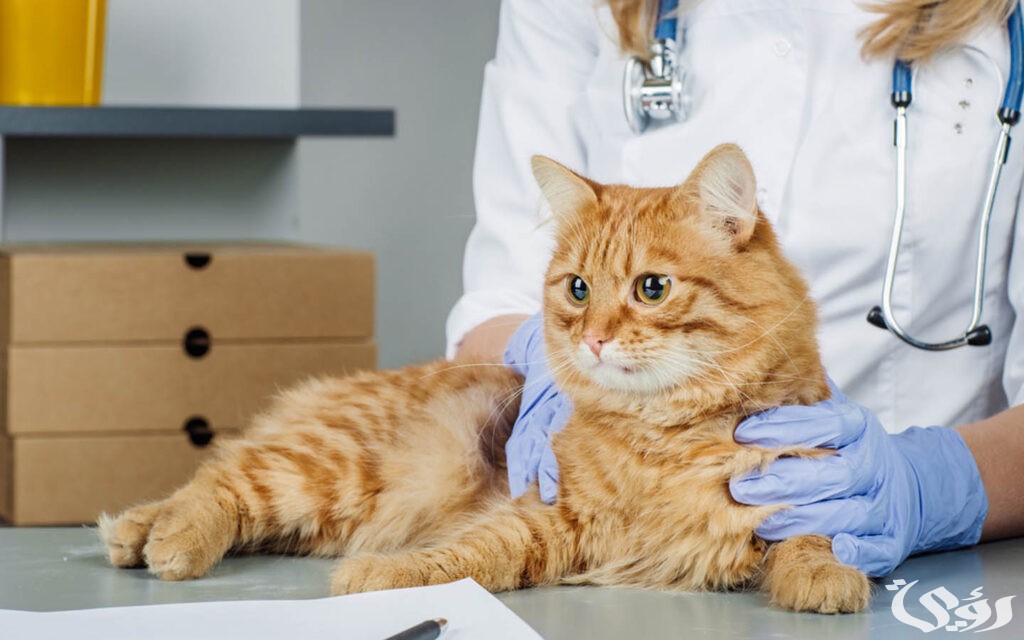 أقرب مستشفى بيطري من موقعي