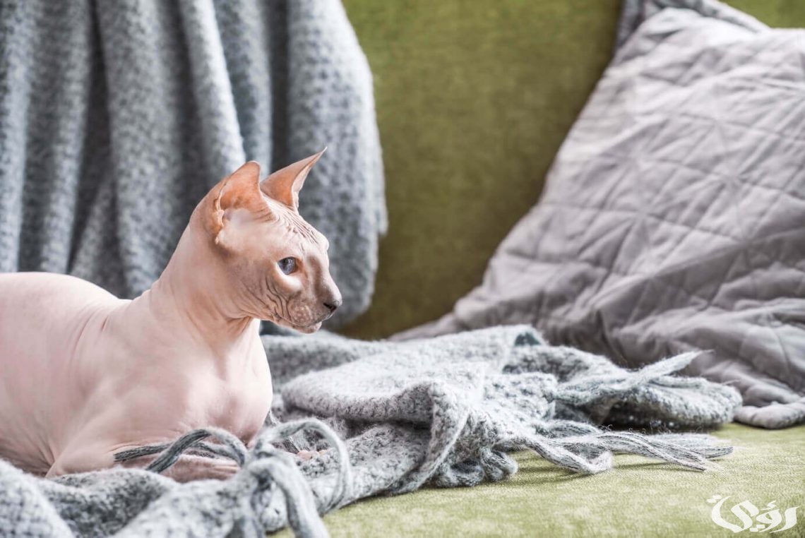 كم سعر القط الفرعوني في السعودية 1445؟