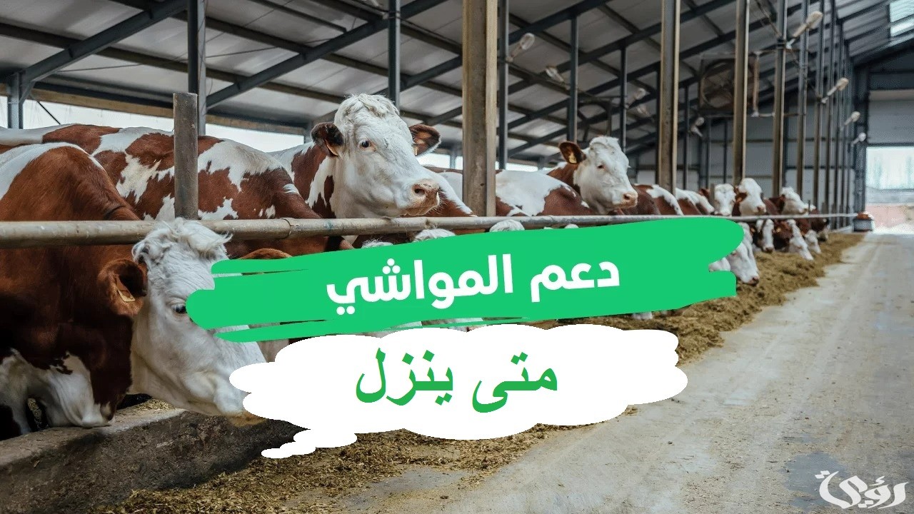متى ينزل دعم المواشي هذا الشهر؟