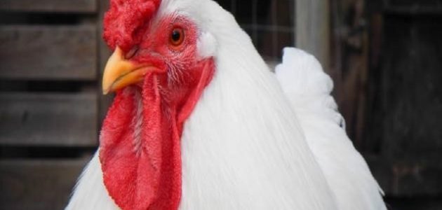جدول أوزان الفراخ البيضاء حسب العمر
