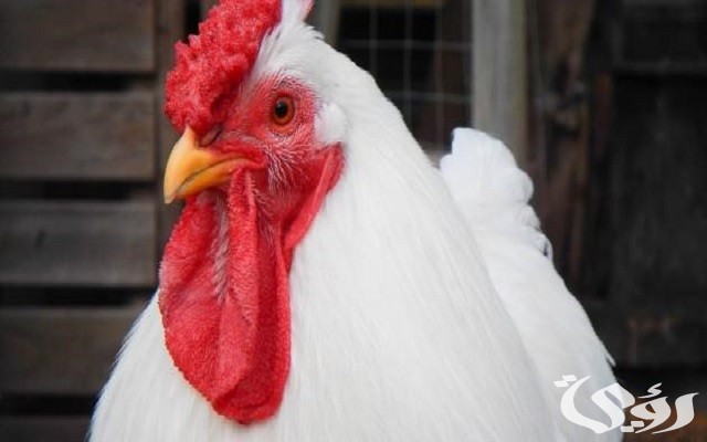 جدول أوزان الفراخ البيضاء حسب العمر