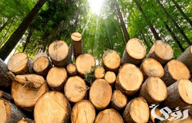 اسعار الخشب الزان اليوم 2024