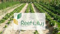 شروط استحقاق دعم النحالين ريف 1447 وكم مبلغ دعم ريف للعسل