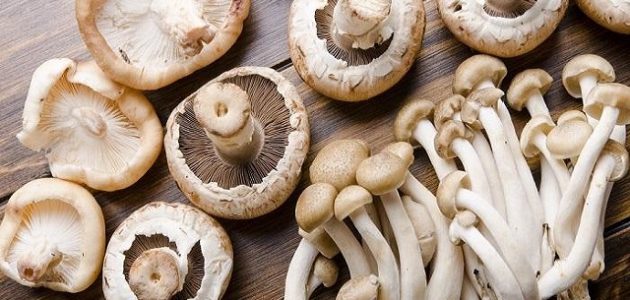 طريقة زراعة عيش الغراب في المنزل