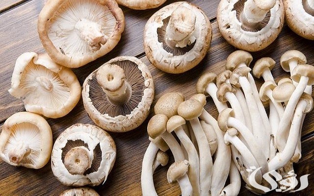 طريقة زراعة عيش الغراب في المنزل