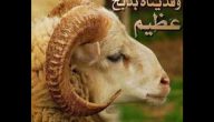من هو النبي الذي فداه الله بكبش