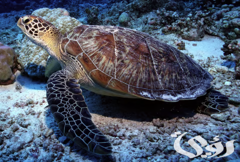 السعودية تواصل جهودها الحثيثة لمواجهة خطر التلوث المهدد للسلاحف البحرية