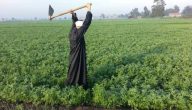 الاستعلام عن كارت الفلاح بالرقم القومي