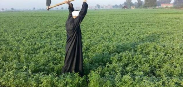 الاستعلام عن كارت الفلاح بالرقم القومي