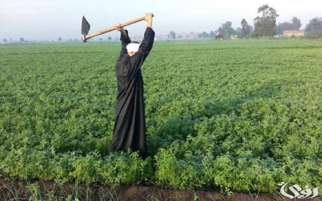 الاستعلام عن كارت الفلاح بالرقم القومي