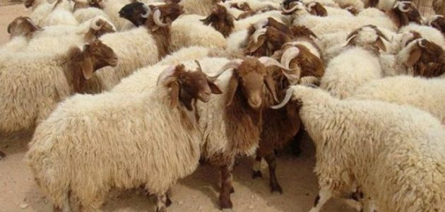 اسعار الاضاحي 2024 السعودية