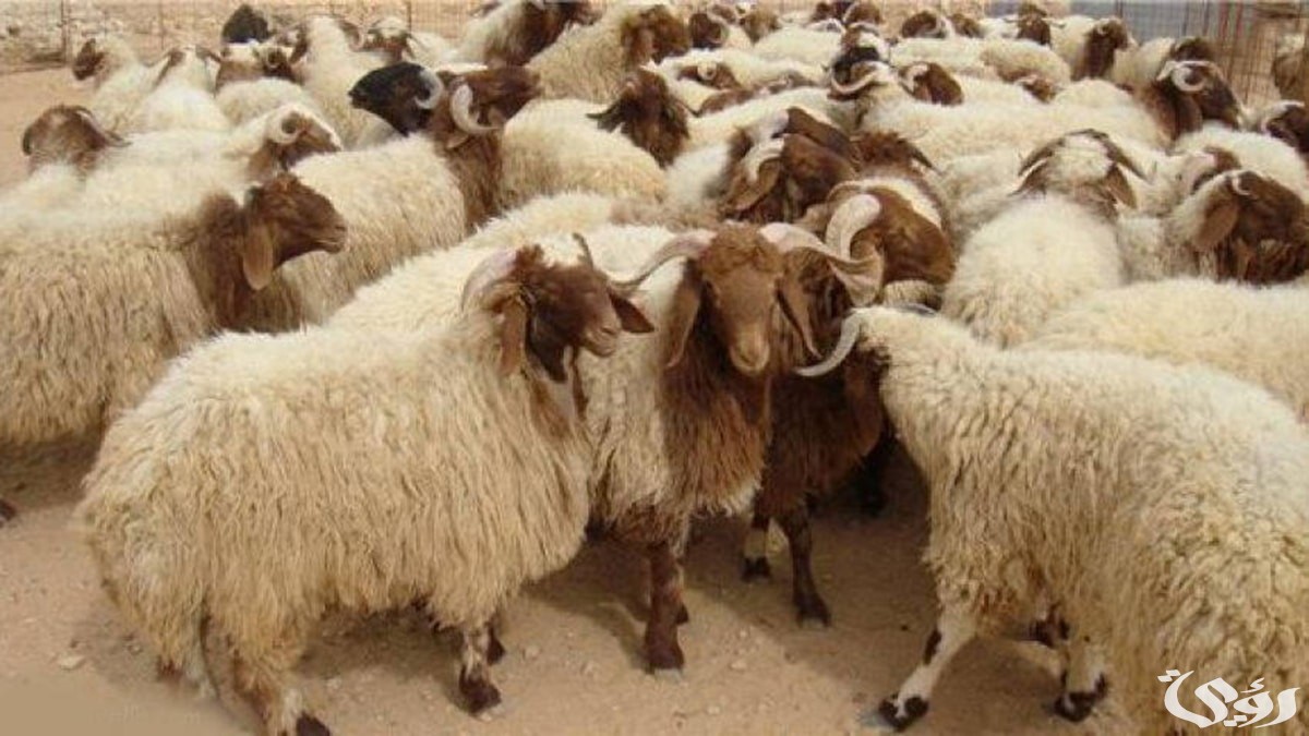 اسعار الاضاحي 2024 السعودية